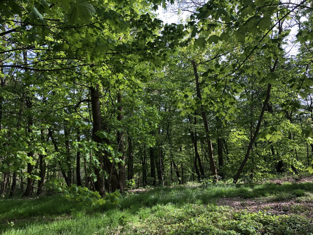 Baskets : le défi du durable déforestation